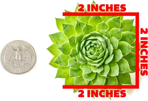 Vista 5 de Plantas suculentas 20 suculentas Sempervivum Enraizadas en macetas con tierra Plantas de interior reales Regalos o decoración de habitación
