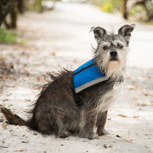 Vista 4 de Chaleco de apoyo emocional premium para perros pequeños, ESA, incluye 5 tarjetas de folleto ESA de ley federal