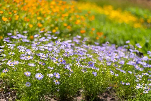 Vista 2 de Semillas de flores de margaritas Tahoka para plantar, más de 1000 semillas de flores por paquete, semillas de jardín de Isla, semillas sin OMG