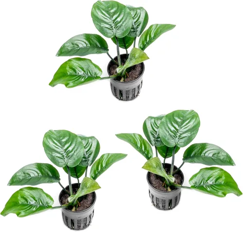 Vista 59 de SubstrateSource Plantas vivas – Anubias Hastifolia (Anubias hastifolia) – Luz baja a moderada, hojas en forma de flecha de color verde medio a