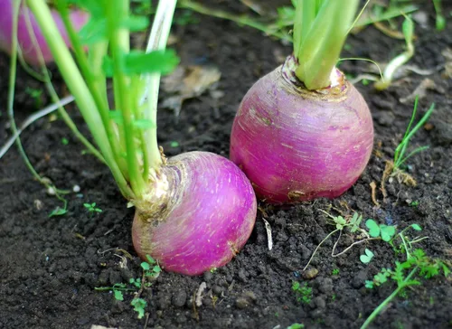 Vista 5 de Hancock Seed Co. - Semillas de nabo con forma de globo blanco con parte superior morada, 5 libras.
