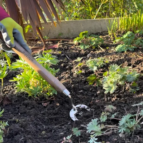 Vista 4 de Spear & Jackson Tenedor de malezas de mano de acero inoxidable, herramienta de jardinería duradera para deshierbe eficiente y aireación del suelo