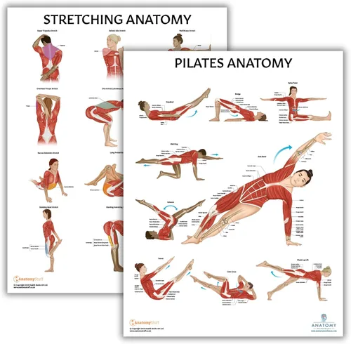 Vista 10 de Anatomy Lab Póster muscular, esquelético, yoga, estiramiento y pilates, anatomía y fisiología – Paquete de 5 LAMINADO 17.3 x 22.5 pulgadas, tabla