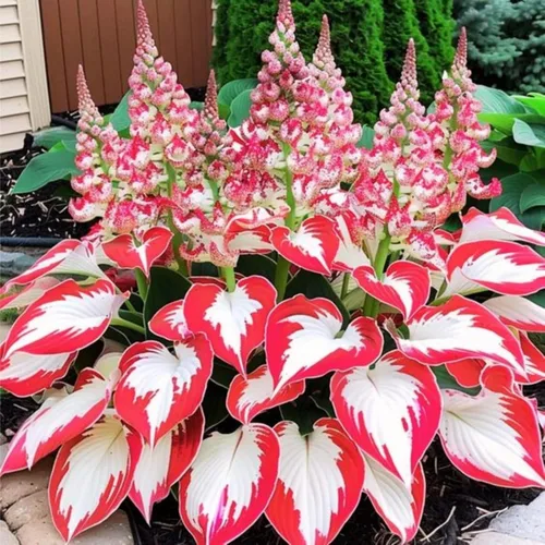 Vista 3 de 200+ semillas Hosta en forma de corazón Hosta raíces desnudas - Foliaje rico, bajo mantenimiento, hojas en forma de corazón