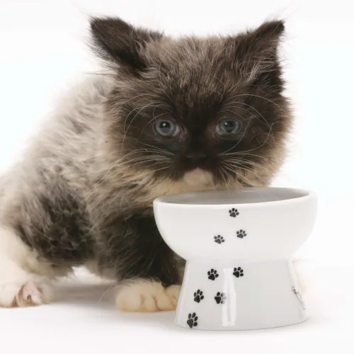 Vista 8 de Necoichi - Cuenco elevado de cerámica para gatos, apto para bigotes (gatos, mini)