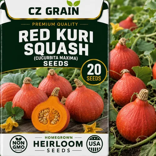 Vista 70 de CZ Grain Semillas para plantar, 40 pequeñas mezclas de calabaza