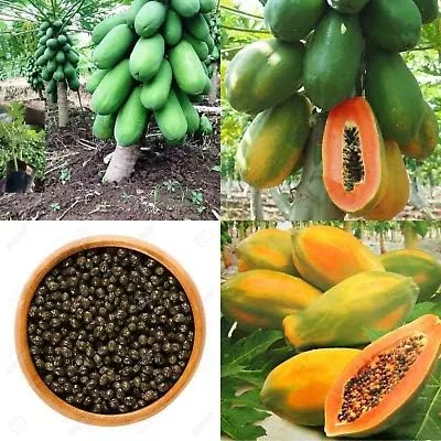 Vista 2 de 50pcs Semillas de Frutas de Papaya Cilíndrica Enana "Kaek dahm