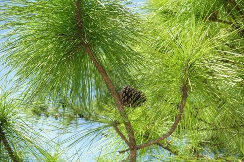 Vista 3 de Slash Pine Tree 3 plantas vivas Pinus Elliottii Árbol de sombra señorial de rápido crecimiento