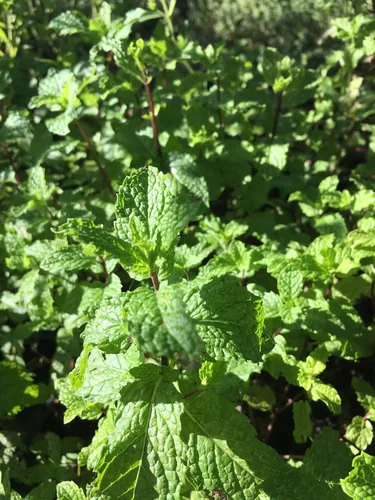 Vista 4 de Planta viva de menta Mojito (mentha x villosa)