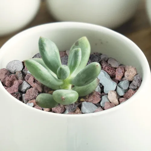 Vista 5 de Rocas de lava hortícola de 18 libras para plantas, rocas de cactus