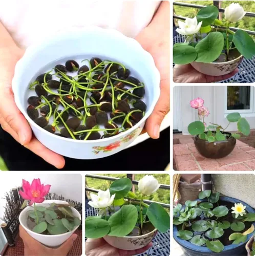 Vista 2 de 10PCS Mini Lotus Seeds Color Mixto Jardín Bonsái Semillas de Flores Heirloom