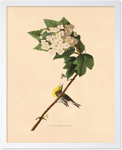 Vista 23 de Poster Master Póster Vintage de Titmouse Canadiense - Impresión Retro de Aves de América - Arte de Aves - Regalo para Hombres, Mujeres y Amantes