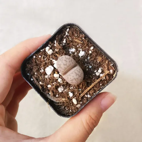 Vista 5 de Lithops - Suculenta de cactus de piedra cruda de piedras vivas, decoración única de regalo (2 pulgadas)