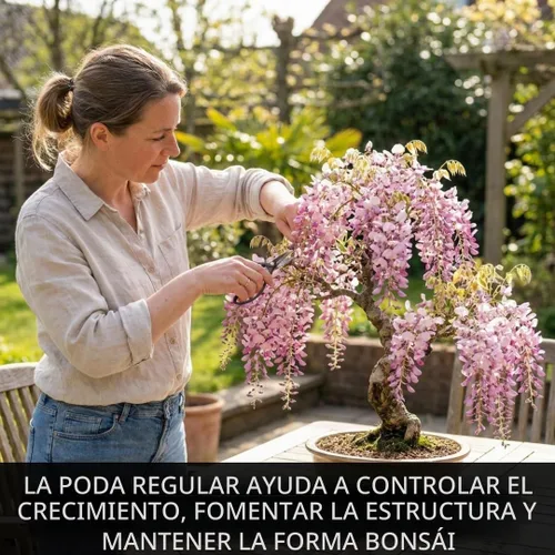 Vista 3 de 5 semillas de árbol bonsái de glicina rosa para plantar, Wisteria Floribunda, semillas de bonsái para plantar, semillas de árbol en flor, enredadera
