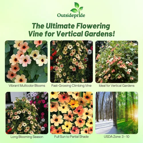 Vista 2 de Outsidepride Spanish Eyes Thunbergia Black Eyed Susan Seeds - 10 semillas anuales de flores de vid trepadoras para plantar flores de oro melocotón