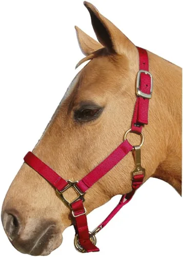 Vista 5 de Intrepid International Nylon Halter Rojo