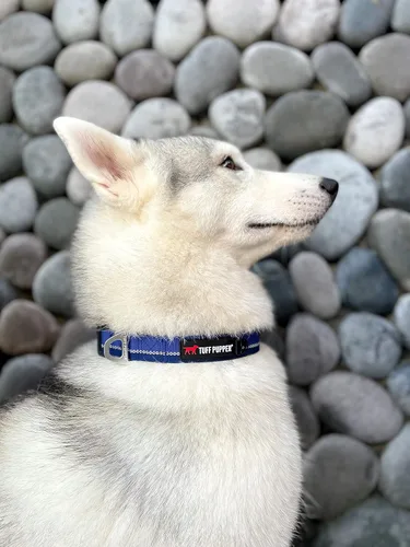 Vista 9 de Tuff Pupper Collar de perro resistente Collar resistente para perros Collares reflectantes con clip de correa de aluminio en D Accesorio