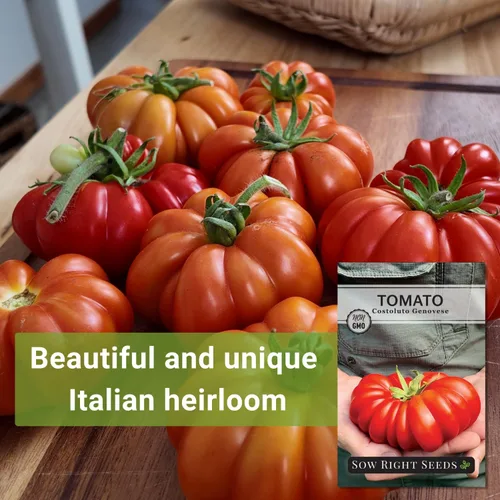 Vista 8 de Sow Right Seeds - Semilla de tomate genovesa Costoluto para plantar verduras Plante reliquia única indeterminada sin OMG en un huerto doméstico al