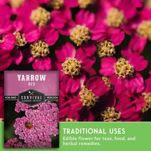 Vista 4 de Semillas de milenrama roja o rosa para plantar, hierbas medicinales tradicionales y semillas de flores perennes, flores amigables con polinizadores