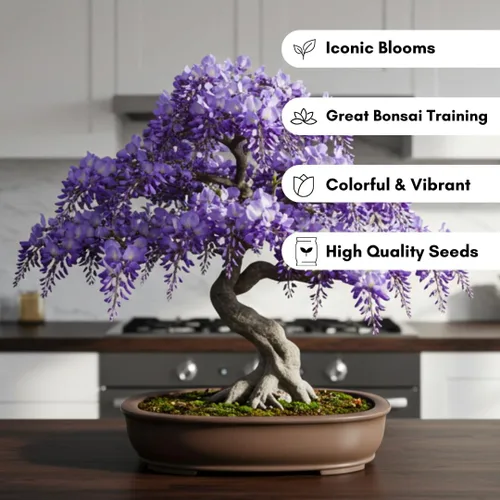 Vista 2 de Semillas de bonsái de glicina llorona para plantar – 10 semillas Flores moradas en cascada Bonsái de floración al aire libre Árbol de vid