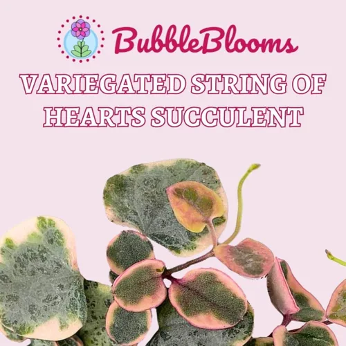 Vista 2 de BubbleBlooms Cadena de corazones abigarrados Ceropegia woodii en maceta de 2 pulgadas