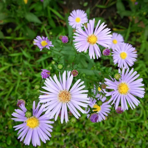 Vista 2 de Aster Smooth Blue 500 Seeds (Symphyotrichum Laeve) Heirloom - Open Pollinated - Native