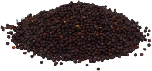 Vista 3 de Hancock Seed Co. - Semillas de nabo con forma de globo blanco con parte superior morada, 5 libras.