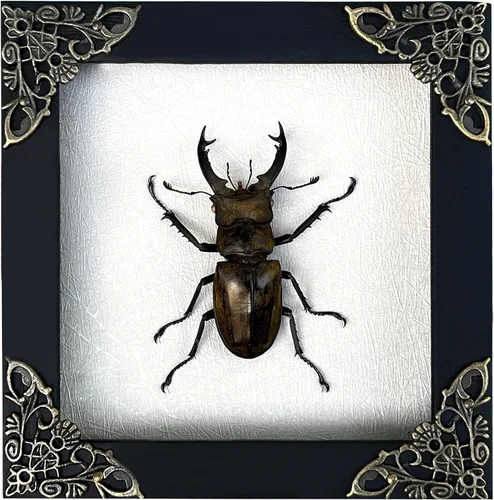 Vista 132 de 2 Real Dragonfly Specimens Shadow Box Framed Insect Display Oddities Curiosities Entomology Collection Natural History Wall Decor Gift for Nature