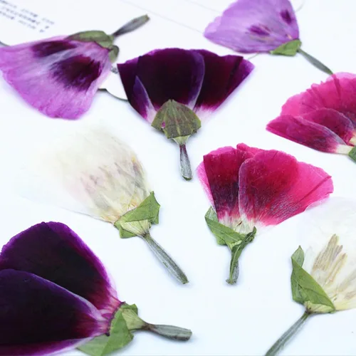 Vista 4 de 48 piezas de flores secas prensadas para manualidades, resina, bricolaje, flores naturales secas y epoxi, flores reales con hojas, plantas