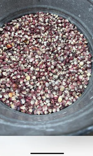 Vista 2 de Maíz púrpura Hominy - Maiz para Pozole Morado Bulk Sin Productos Químicos