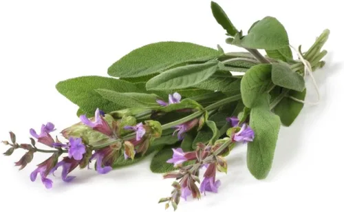 Vista 6 de Seeds Garden Sage Medicinal - Salvia Officinalis - Tulasi de interior - Hierbas tradicionales - Sin OMG