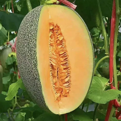 Vista 9 de Semillas de frutas para plantar (100 semillas de fruta del dragón)
