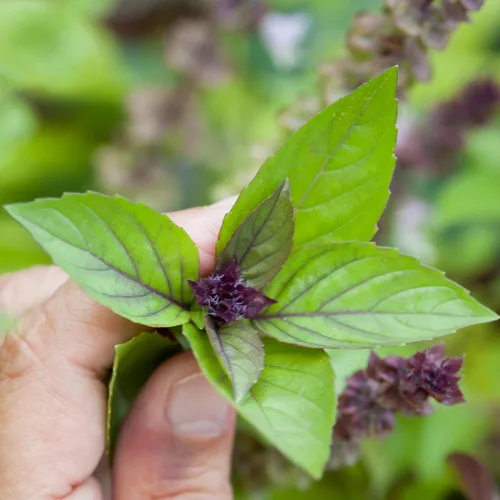 Vista 3 de Semillas de albahaca y canela para plantar, 1/4 onza más de 4,000 semillas de hierbas tradicionales sin OMG