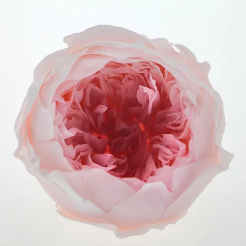Vista 3 de Cabeza de flor fresca preservada de rosas Austin, 1.6-2 pulgadas cada una, 8 piezas