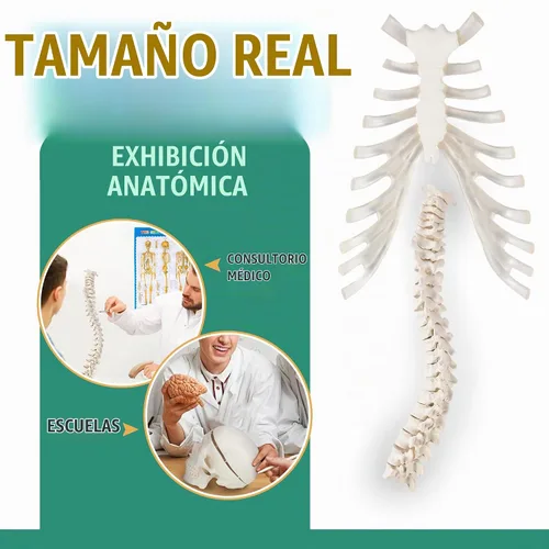 Vista 5 de Houseables Esqueleto humano desarticulado, modelo de esqueleto humano para anatomía, modelo de anatomía, anatómicamente correcto, huesos