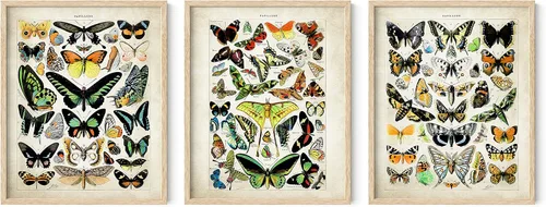 Vista 64 de HAUS AND HUES Juego de 3 pósteres vintage de mariposa, arte de pared, impresiones botánicas para estética de habitación, imágenes