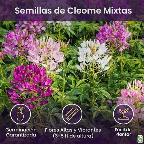 Vista 2 de Cleome mixto - Plantas araña - Flor de néctar para mariposas monarca - Paquete grande - 5000 semillas