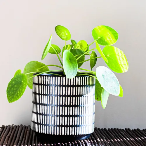 Vista 5 de 2 plantas vivas de dinero - Pilea Peperomioides de 3-6" de alto Sin maceta, plantas de interior para decoración del hogar y la oficina, fácil