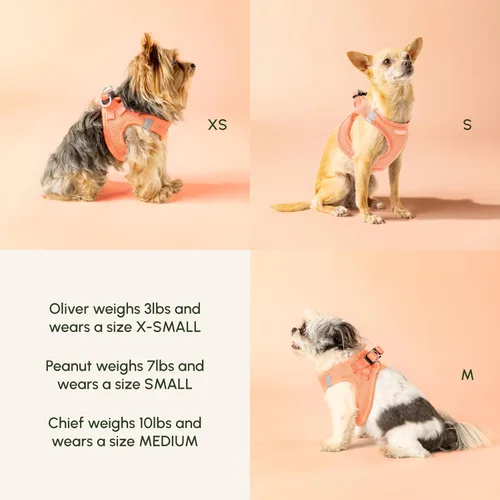 Vista 187 de Downtown Pet Supply Arnés para perro Step-in – Sin tirones, malla acolchada ajustable con ribete reflectante, correa de hebilla segura – Arnés