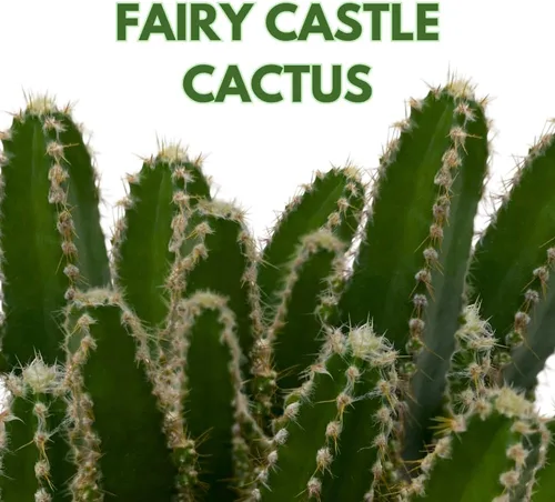 Vista 2 de Cactus de castillo de hadas, Acanthocereus Tetragonus, Cereo floreciente nocturno, cactus triangular, maceta de 4 pulgadas