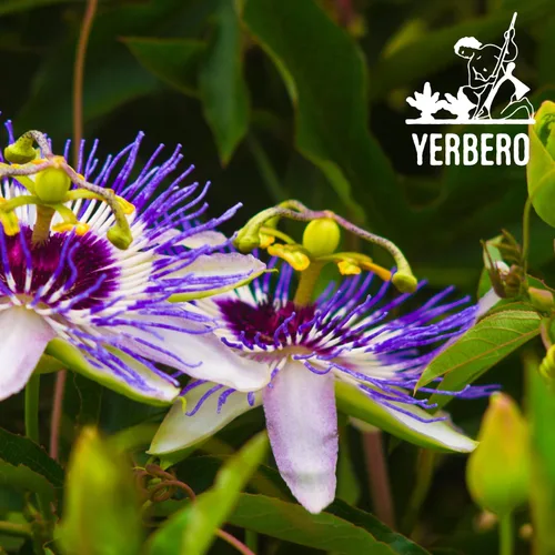 Vista 4 de Yerbero - Pasiflora - Té de hierbas enteras de flor de la pasión de 0.75 onzas (0.78 oz) Té de hierbas para la hora de acostarse/Relax Mind