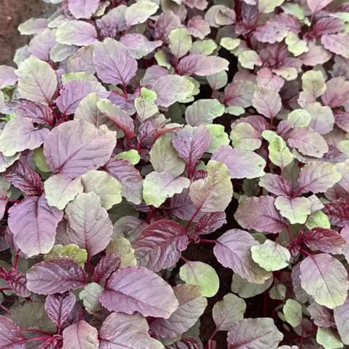 Vista 4 de Red Amaranth Lal Tuktuki Seeds - Bangladeshi Lal Shak Amaranthus Tricolor Vegetal de hoja roja de rápido crecimiento Microverdes y semillas