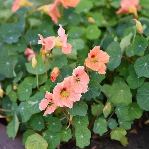 Vista 16 de Eden Brothers Semillas de Nasturtium - Semillas de Alaska Gold sin transgénicos para plantar, 1 onza Semillas de flores de bajo mantenimiento