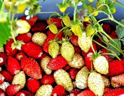 Vista 6 de Seeds Wild Alpine Strawberry Red & Yellow Seed Mix 100 semillas para plantar plantas perennes sin OMG