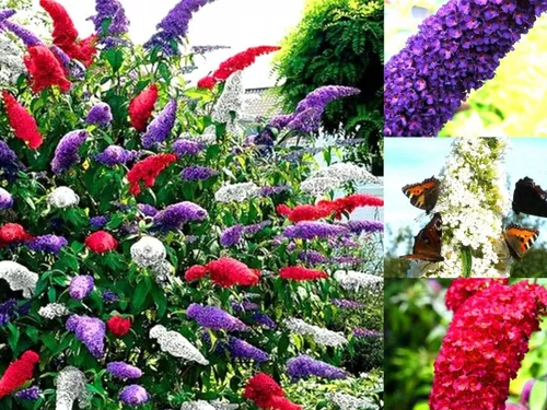 Vista 5 de Semillas Mariposa Arbusto Mezcla Buddleja Davidii Flores Perennes 1000 Semillas