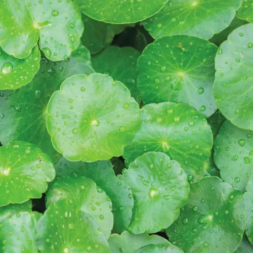 Vista 4 de 500 semillas orgánicas prémium de Centella Asiática, Rau Ma, Pennywort, Gotu Kola, semillas de Kodavan - Semillas de hierbas comestibles