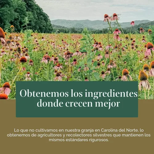Vista 9 de Gaia Herbs Raíz de Ashwagandha - Suplemento para aliviar el estrés y apoyar el sueño - Apoya niveles de energía equilibrados y perspectiva positiva*