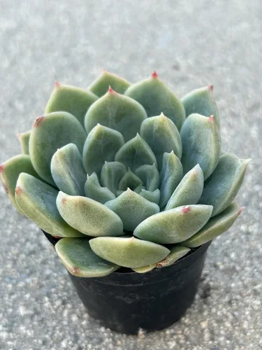 Vista 2 de Echeveria Alba Beauty Live Succulent Plant, 2 Inch Pot, Fully Rooted with Soil, Home and Office Decor or Gift