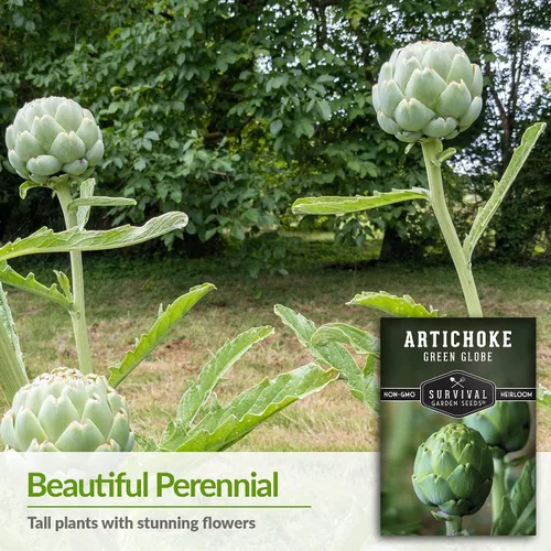 Vista 3 de 1 paquete de semillas de alcachofa Green Globe para plantar con instrucciones para cultivar Cynara Scolymus perenne en el huerto de tu hogar
