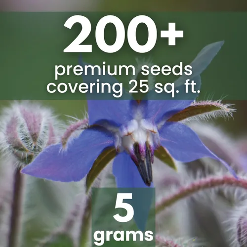 Vista 2 de Borraja - 200 semillas para plantar - Temporada 2026 - Bolsa de 0.18 oz